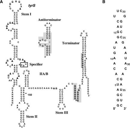 https://cdn.ncbi.nlm.nih.gov/pmc/blobs/cf5d/2879506/e6436b678b9f/gkq020f1.jpg