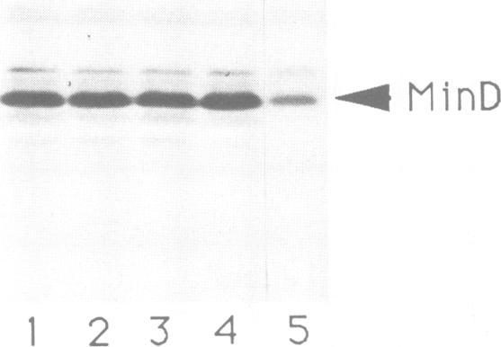 https://cdn.ncbi.nlm.nih.gov/pmc/blobs/cf5f/453190/63b67b951fb1/emboj00111-0375-b.jpg