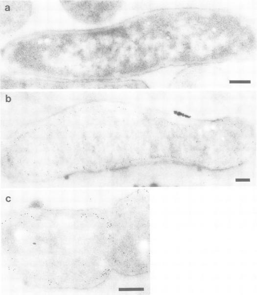 https://cdn.ncbi.nlm.nih.gov/pmc/blobs/cf5f/453190/e8d11a936a89/emboj00111-0377-a.jpg