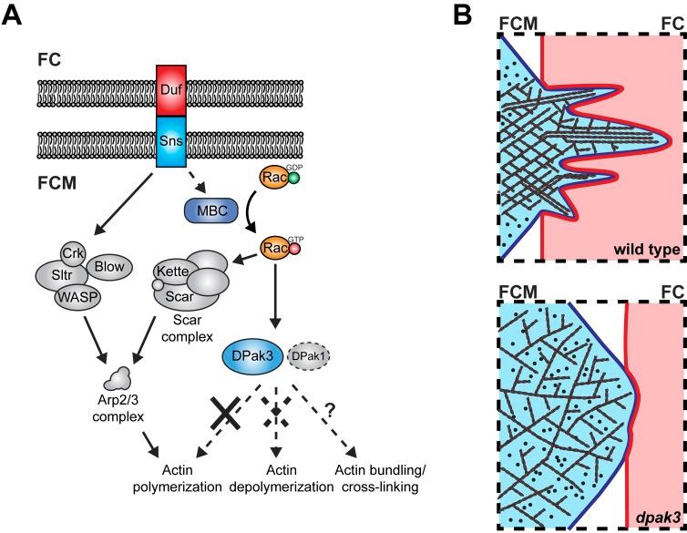 https://cdn.ncbi.nlm.nih.gov/pmc/blobs/cf62/3461515/745258aa0223/JCB_201204065R_Fig8.jpg