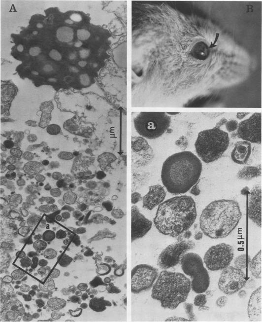 https://cdn.ncbi.nlm.nih.gov/pmc/blobs/cf63/350795/43cfe9f38f2f/iai00161-0267-a.jpg