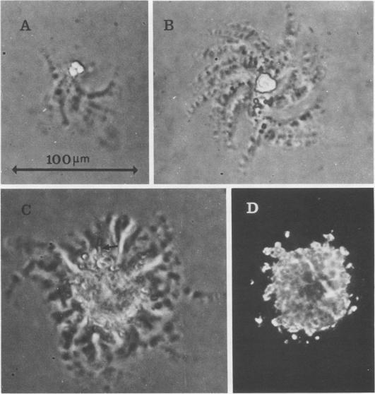 https://cdn.ncbi.nlm.nih.gov/pmc/blobs/cf63/350795/70fafd760381/iai00161-0265-a.jpg