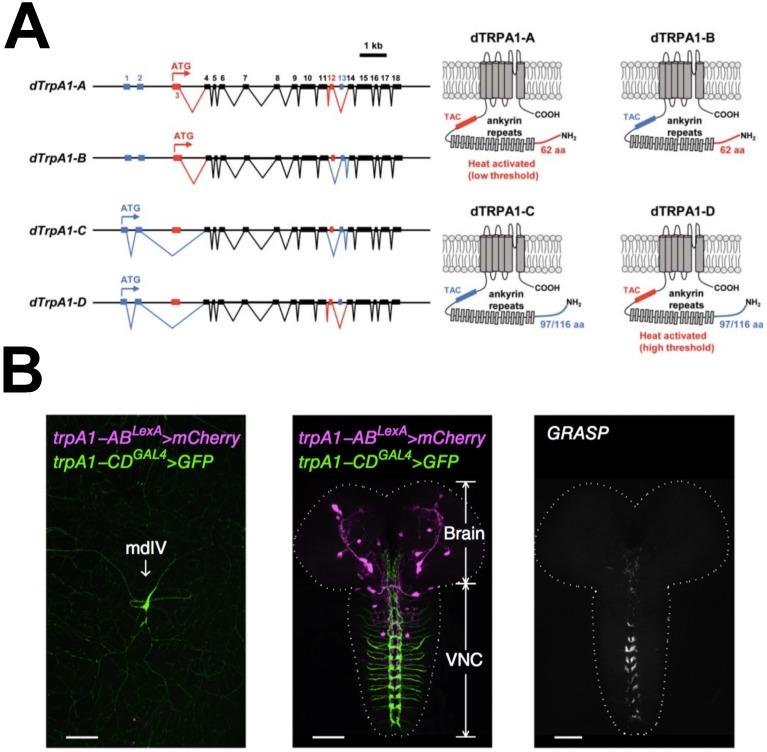 https://cdn.ncbi.nlm.nih.gov/pmc/blobs/cf6e/5666710/64f8a02cd72e/ijms-18-02028-g001.jpg