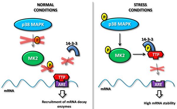 https://cdn.ncbi.nlm.nih.gov/pmc/blobs/cf71/2905360/dbf8bcbb08d8/1423-0127-17-53-3.jpg