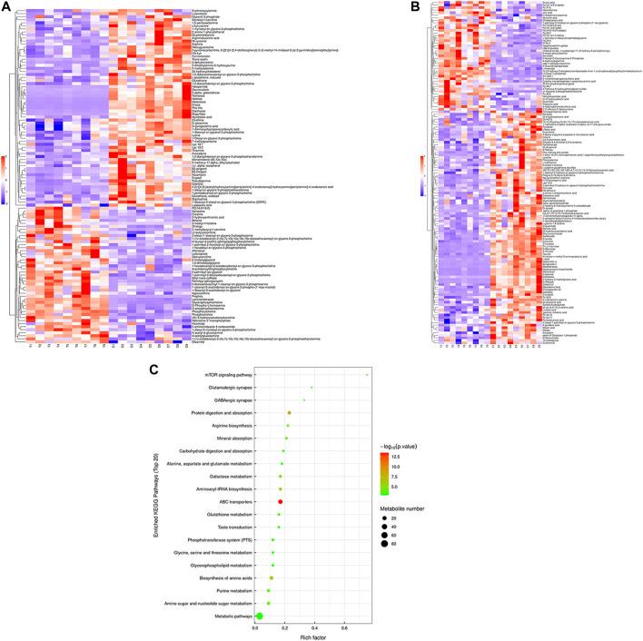 https://cdn.ncbi.nlm.nih.gov/pmc/blobs/cf74/10244579/42999b9922bd/fmolb-10-1156310-g005.jpg
