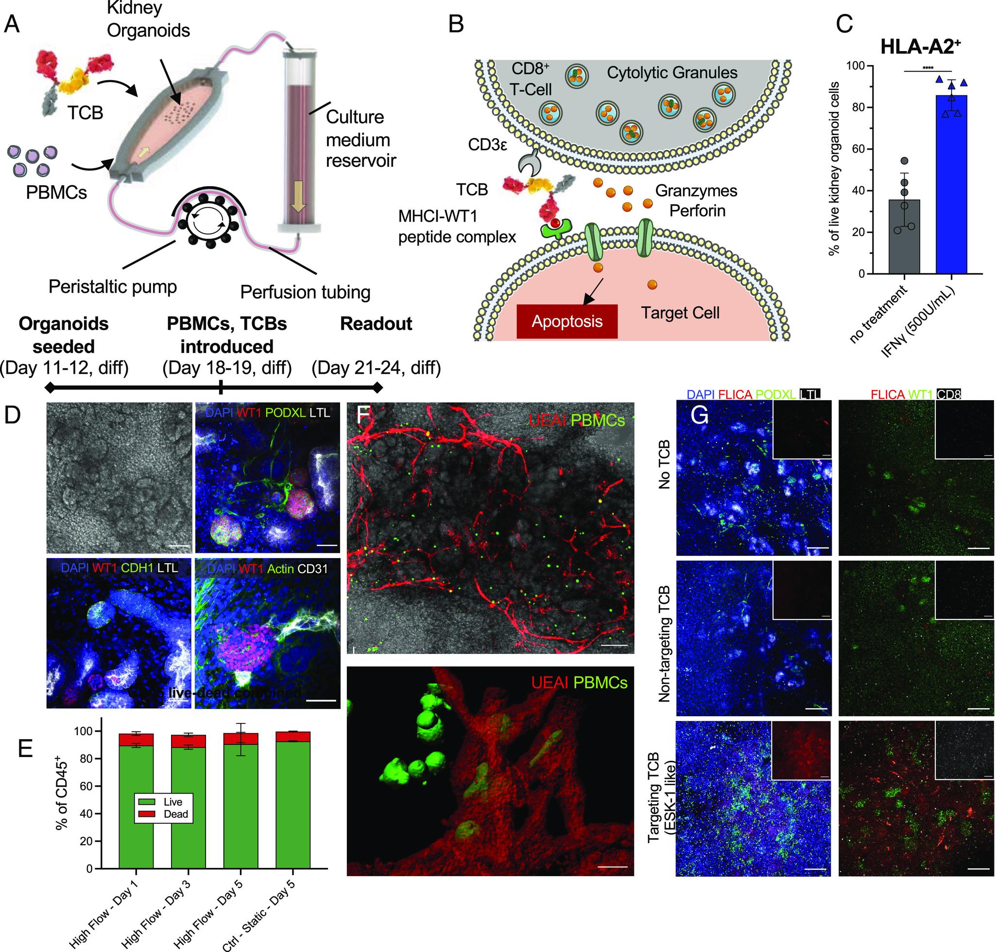 https://cdn.ncbi.nlm.nih.gov/pmc/blobs/cf74/10467620/dc8bad55eb2f/pnas.2305322120fig01.jpg