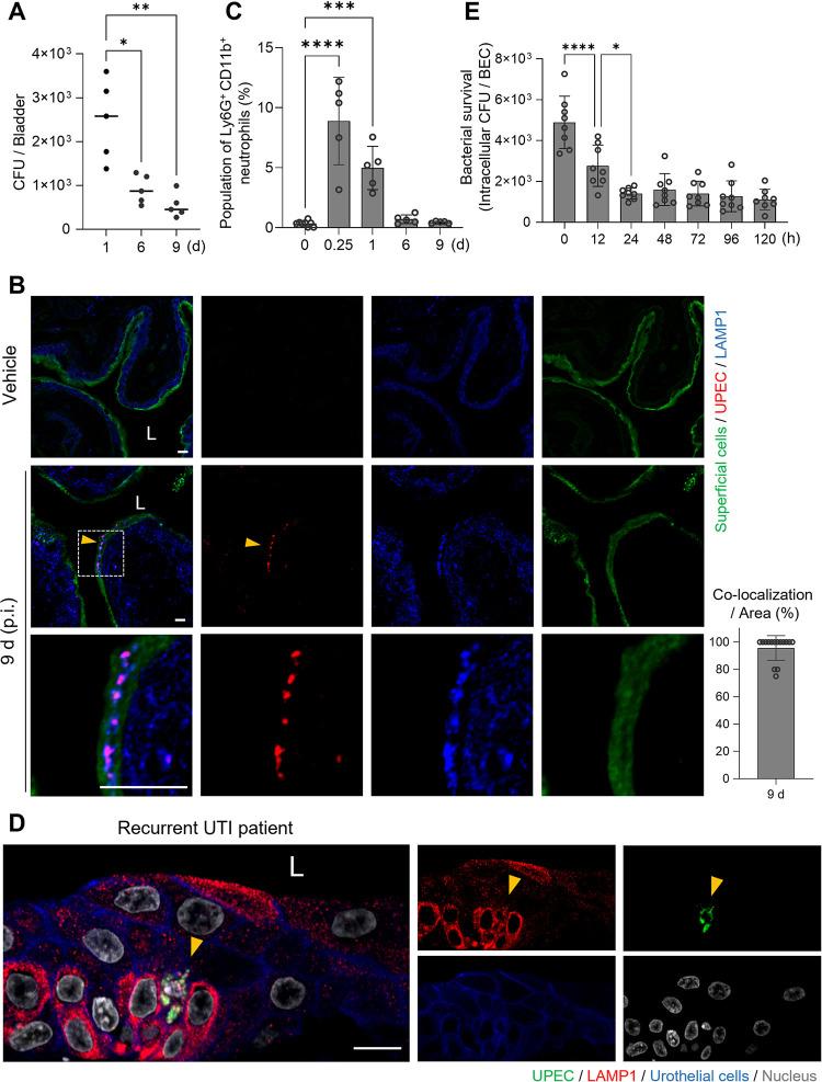 https://cdn.ncbi.nlm.nih.gov/pmc/blobs/cf77/10204954/940e78d370b9/ppat.1011388.g001.jpg