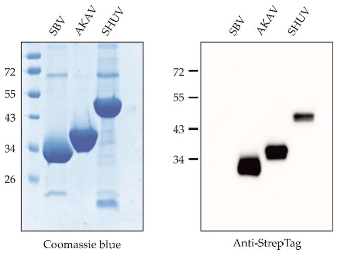 https://cdn.ncbi.nlm.nih.gov/pmc/blobs/cf80/7831895/1237b0f8b951/vetsci-08-00012-g001.jpg