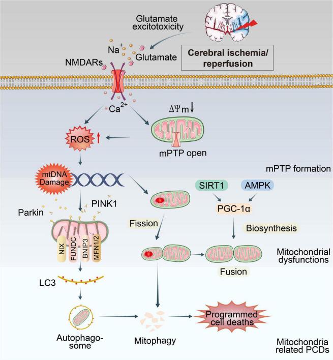 https://cdn.ncbi.nlm.nih.gov/pmc/blobs/cf82/10244524/986609219445/fncel-17-1191629-g001.jpg