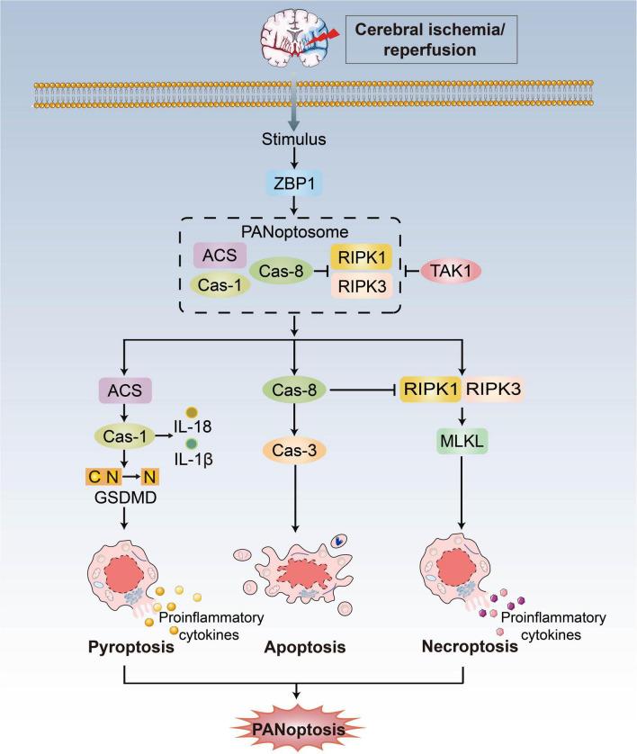 https://cdn.ncbi.nlm.nih.gov/pmc/blobs/cf82/10244524/af1cd4a219d3/fncel-17-1191629-g002.jpg