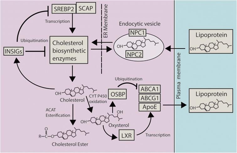 https://cdn.ncbi.nlm.nih.gov/pmc/blobs/cf85/5659038/158e1147ccfb/12915_2017_442_Fig3_HTML.jpg
