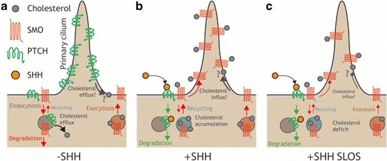 https://cdn.ncbi.nlm.nih.gov/pmc/blobs/cf85/5659038/1f4f63d09b74/12915_2017_442_Fig4_HTML.jpg