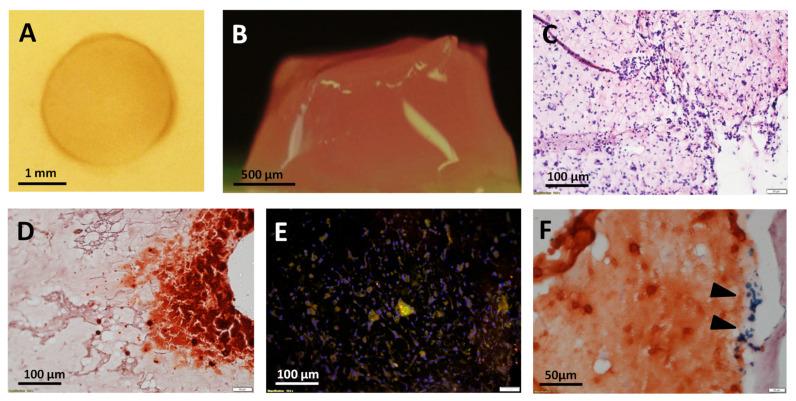 https://cdn.ncbi.nlm.nih.gov/pmc/blobs/cf86/8432646/9ea1516d8c91/materials-14-04877-g003.jpg
