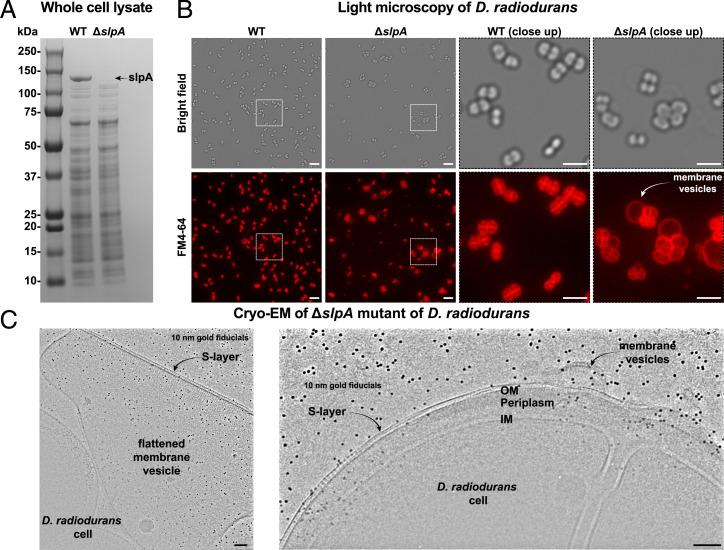 https://cdn.ncbi.nlm.nih.gov/pmc/blobs/cf86/9388160/2939fd77b8aa/pnas.2203156119fig04.jpg