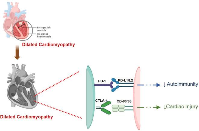 https://cdn.ncbi.nlm.nih.gov/pmc/blobs/cf8a/12006013/032c9988b260/fimmu-16-1561968-g005.jpg