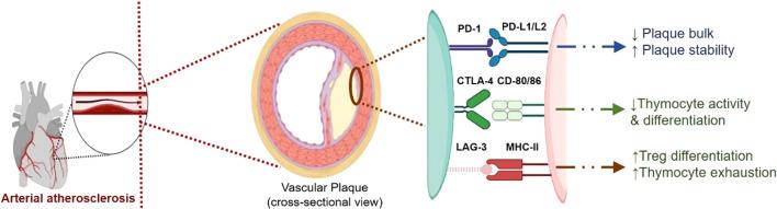 https://cdn.ncbi.nlm.nih.gov/pmc/blobs/cf8a/12006013/c986ffdc1df9/fimmu-16-1561968-g003.jpg