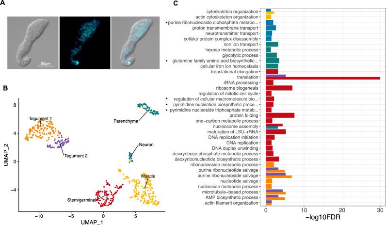 https://cdn.ncbi.nlm.nih.gov/pmc/blobs/cf8f/10933418/996127222075/41598_2024_55790_Fig1_HTML.jpg