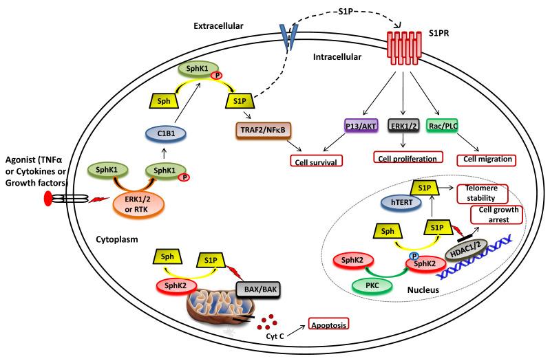 https://cdn.ncbi.nlm.nih.gov/pmc/blobs/cf90/8071327/48409b8e1d85/cancers-13-01898-g002.jpg