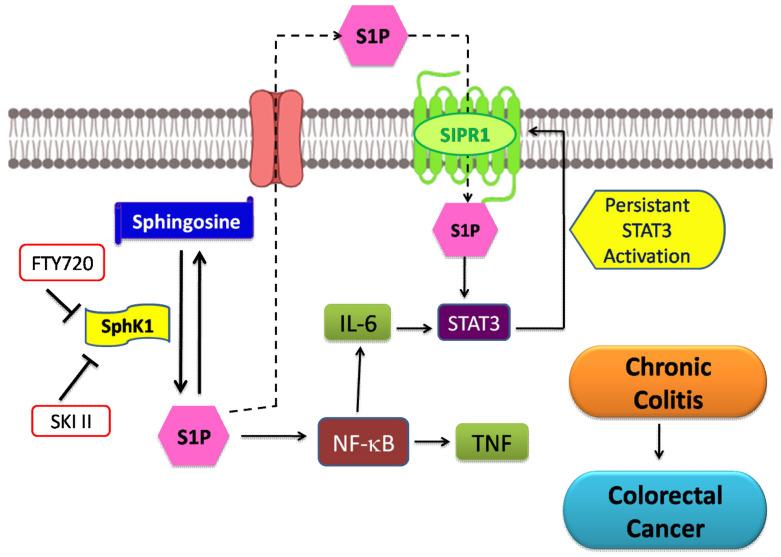 https://cdn.ncbi.nlm.nih.gov/pmc/blobs/cf90/8071327/615e687051f1/cancers-13-01898-g005.jpg