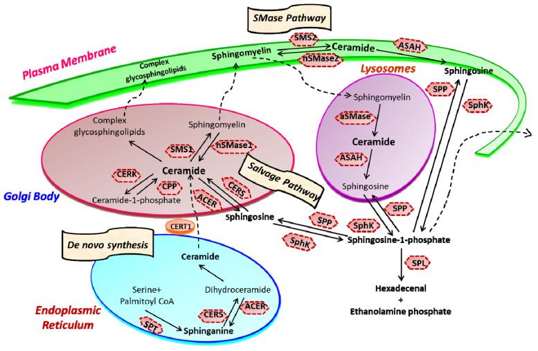 https://cdn.ncbi.nlm.nih.gov/pmc/blobs/cf90/8071327/9e7f3a5c1db2/cancers-13-01898-g001.jpg