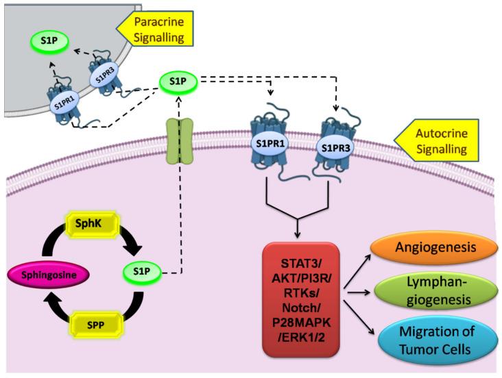 https://cdn.ncbi.nlm.nih.gov/pmc/blobs/cf90/8071327/d916f0dfae45/cancers-13-01898-g004.jpg