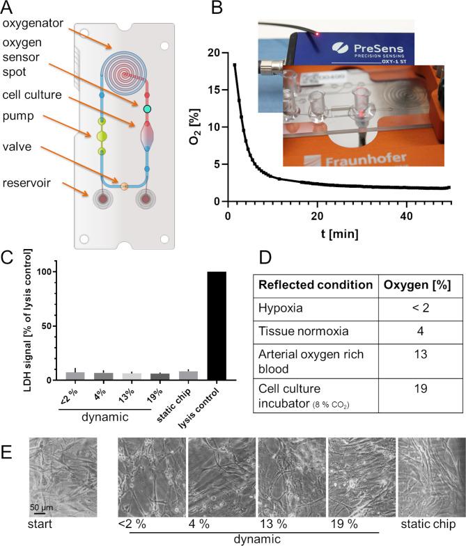 https://cdn.ncbi.nlm.nih.gov/pmc/blobs/cf95/11342540/0772c589d463/13036_2024_441_Fig1_HTML.jpg