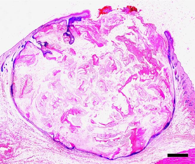 https://cdn.ncbi.nlm.nih.gov/pmc/blobs/cfa1/3392906/bc95dd6af668/tox-25-175-g001.jpg