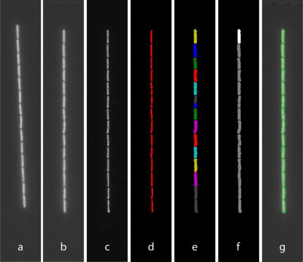 https://cdn.ncbi.nlm.nih.gov/pmc/blobs/cfa5/4019345/08ccbd7cbe57/nihms-536071-f0014.jpg