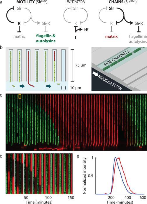 https://cdn.ncbi.nlm.nih.gov/pmc/blobs/cfa5/4019345/749963ada840/nihms-536071-f0001.jpg