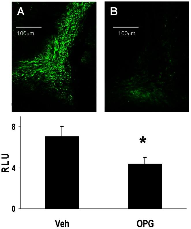 https://cdn.ncbi.nlm.nih.gov/pmc/blobs/cfa6/3675204/0d4534466355/pone.0065201.g003.jpg