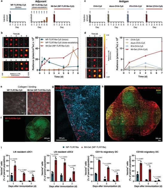 https://cdn.ncbi.nlm.nih.gov/pmc/blobs/cfa7/11884557/3851838b198d/ADVS-12-2412116-g005.jpg