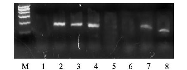 https://cdn.ncbi.nlm.nih.gov/pmc/blobs/cfa8/1828060/205f10dede54/1471-2199-8-19-1.jpg