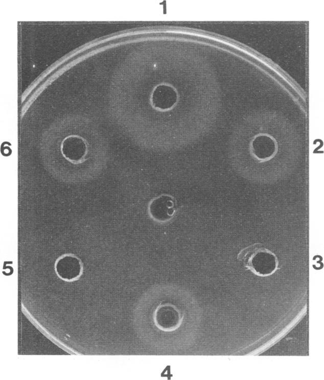 https://cdn.ncbi.nlm.nih.gov/pmc/blobs/cfa9/186066/0f6579f7367a/iai00001-0073-a.jpg