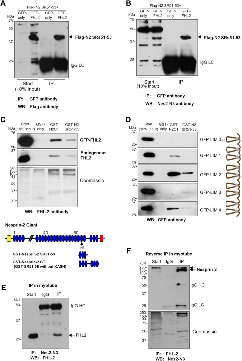 https://cdn.ncbi.nlm.nih.gov/pmc/blobs/cfab/11078644/a168f954eba0/gr5.jpg