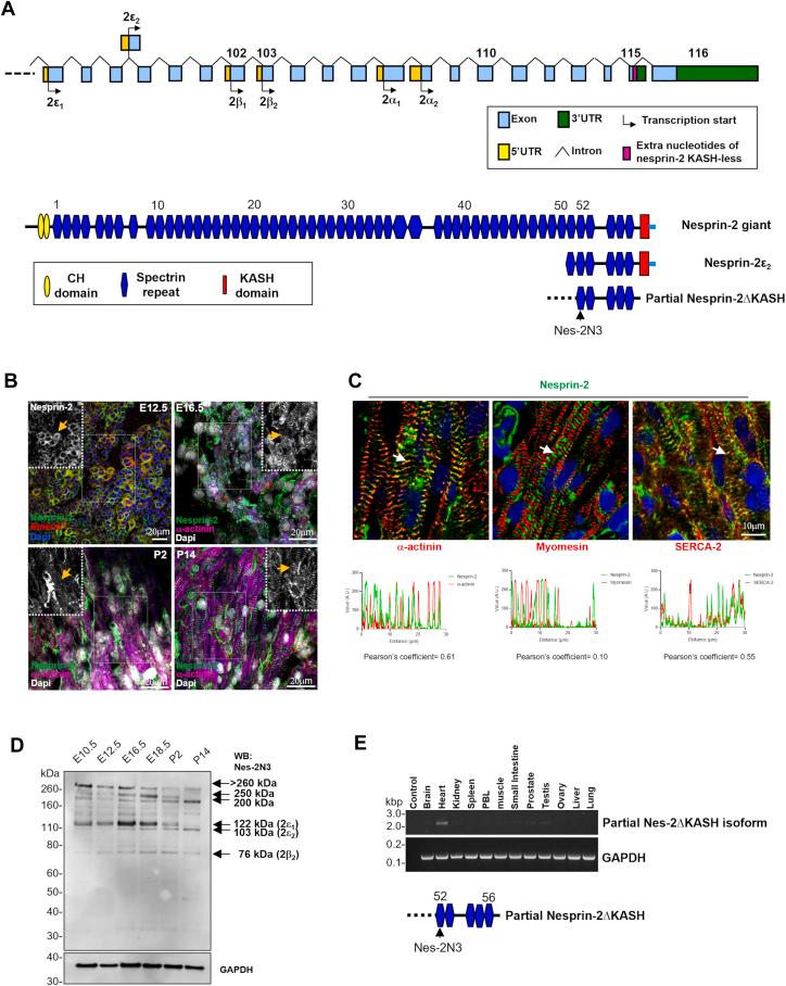 https://cdn.ncbi.nlm.nih.gov/pmc/blobs/cfab/11078644/ef8288cb3b6b/gr1.jpg