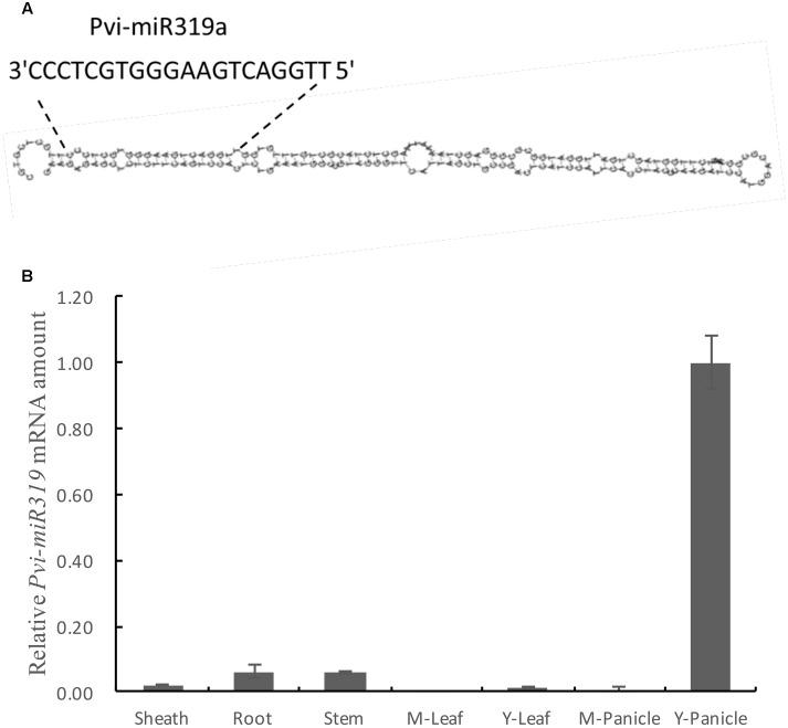 https://cdn.ncbi.nlm.nih.gov/pmc/blobs/cfab/5371612/b0076c8f1c1a/fpls-08-00396-g001.jpg