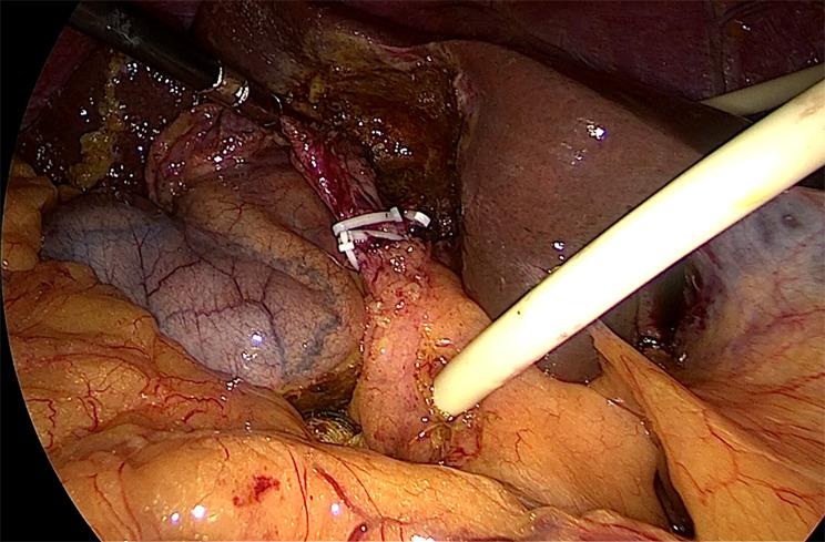 https://cdn.ncbi.nlm.nih.gov/pmc/blobs/cfb0/12210935/bbc1455655e5/12876_2025_4063_Fig5_HTML.jpg
