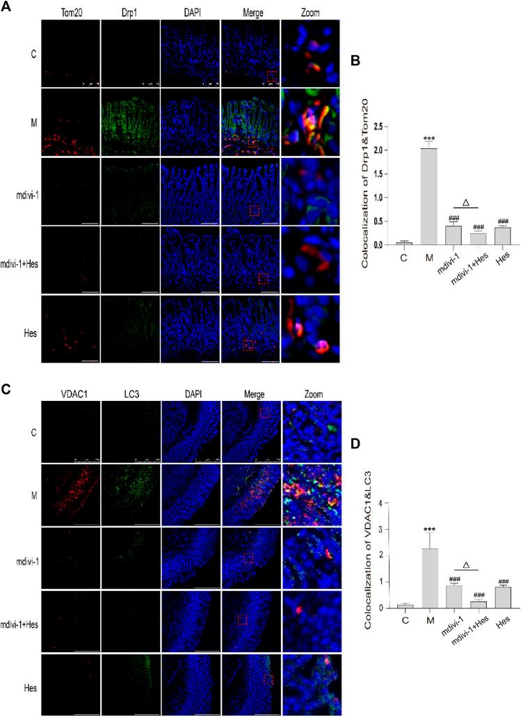 https://cdn.ncbi.nlm.nih.gov/pmc/blobs/cfb3/9412972/3a170cd16828/fphar-13-945624-g007.jpg