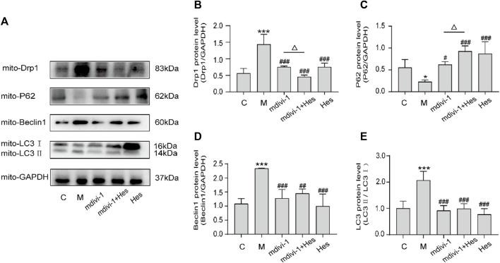 https://cdn.ncbi.nlm.nih.gov/pmc/blobs/cfb3/9412972/4d71f500d909/fphar-13-945624-g008.jpg