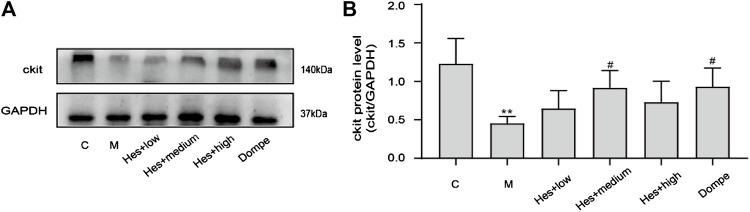 https://cdn.ncbi.nlm.nih.gov/pmc/blobs/cfb3/9412972/a32d1f0384e8/fphar-13-945624-g002.jpg
