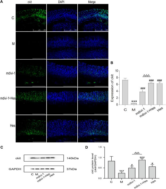 https://cdn.ncbi.nlm.nih.gov/pmc/blobs/cfb3/9412972/acdc3edfa5d6/fphar-13-945624-g006.jpg