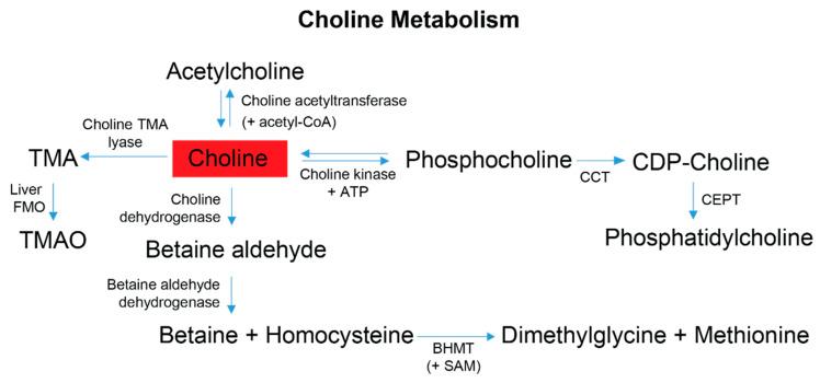 https://cdn.ncbi.nlm.nih.gov/pmc/blobs/cfb4/10057143/cc889eade2c0/metabolites-13-00433-g005.jpg