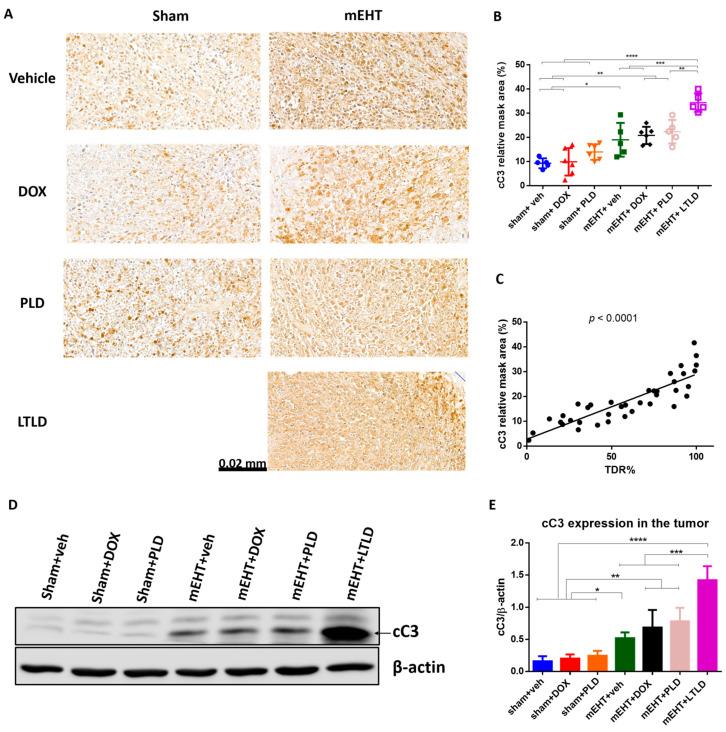 https://cdn.ncbi.nlm.nih.gov/pmc/blobs/cfb4/10970314/b8493296eab7/ijms-25-03101-g005.jpg
