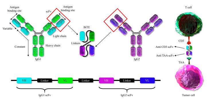 https://cdn.ncbi.nlm.nih.gov/pmc/blobs/cfb7/7663909/2975fca7655c/ijms-21-08305-g003.jpg