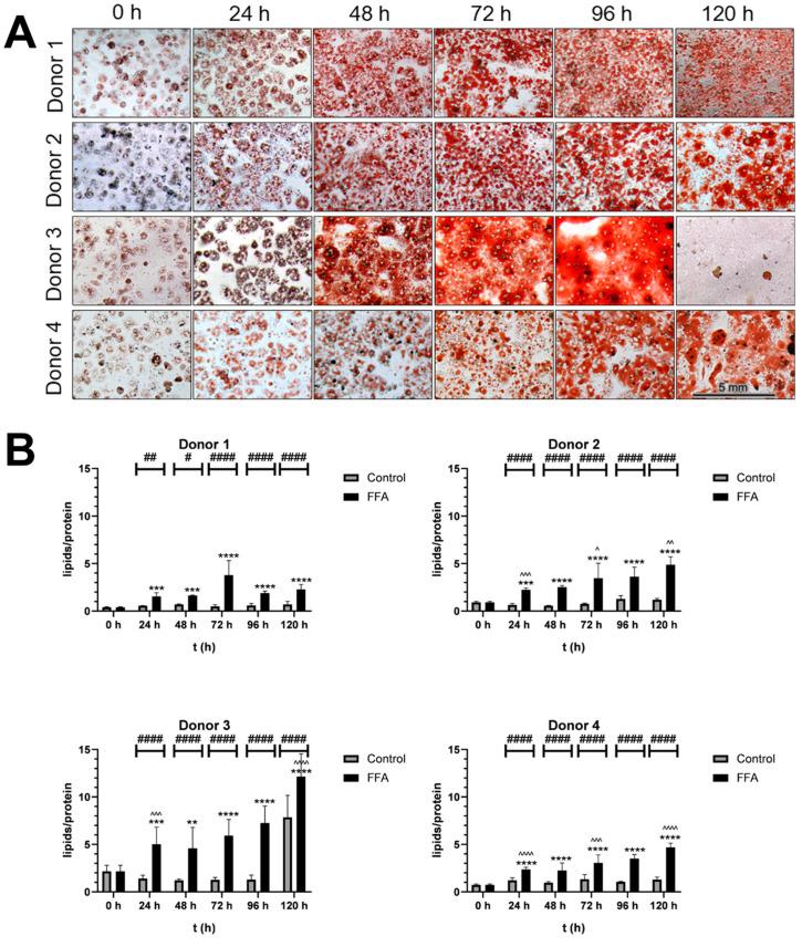 https://cdn.ncbi.nlm.nih.gov/pmc/blobs/cfbc/11941029/6a6b0d0947e1/cells-14-00449-g001.jpg