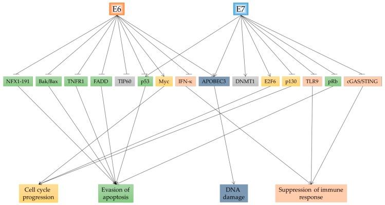 https://cdn.ncbi.nlm.nih.gov/pmc/blobs/cfbe/6032416/58c198721fca/ijms-19-01706-g003.jpg