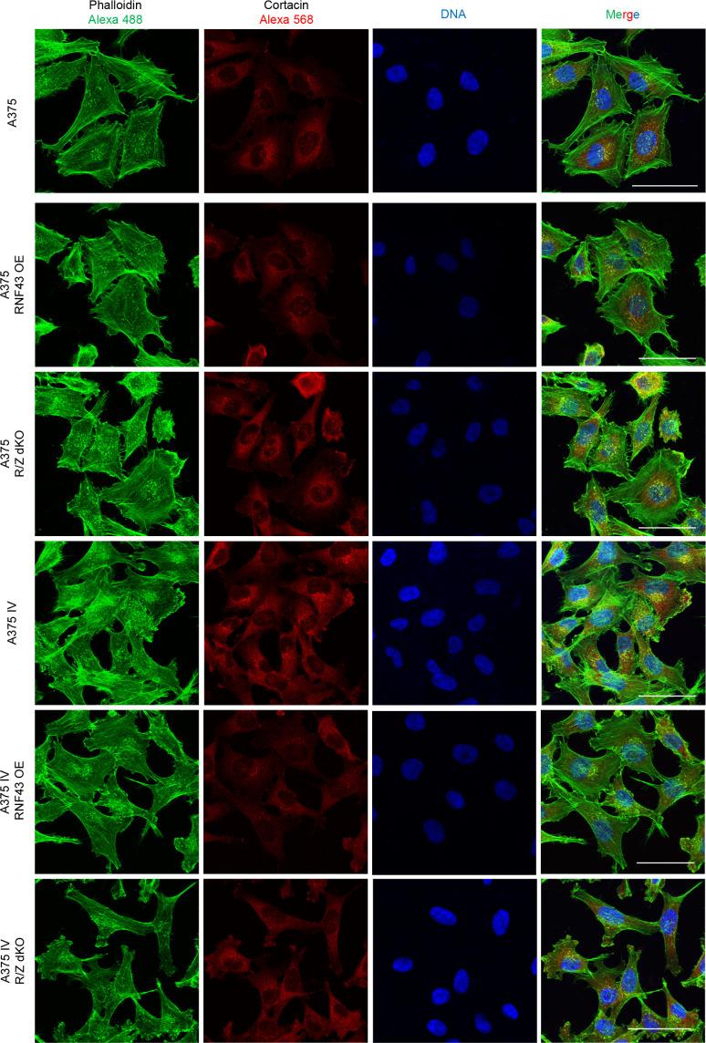 https://cdn.ncbi.nlm.nih.gov/pmc/blobs/cfbf/8550759/0927fa9ca216/elife-65759-fig5-figsupp2.jpg