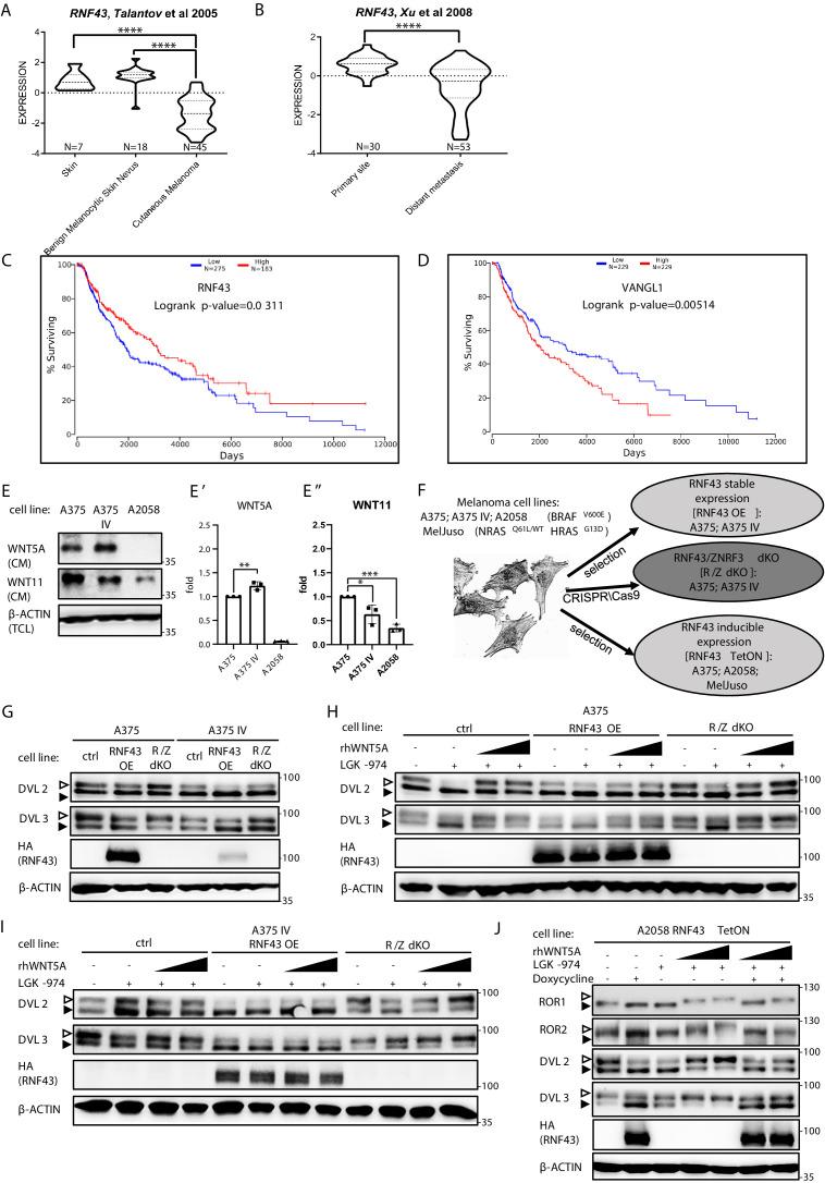 https://cdn.ncbi.nlm.nih.gov/pmc/blobs/cfbf/8550759/217f8f17296e/elife-65759-fig4.jpg