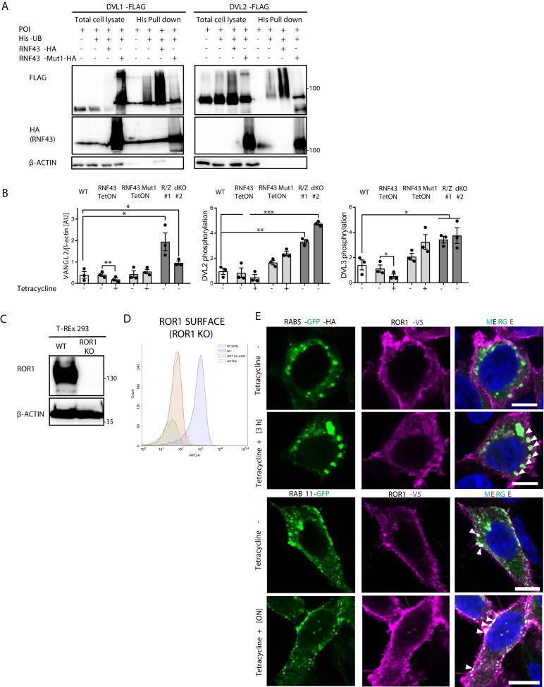 https://cdn.ncbi.nlm.nih.gov/pmc/blobs/cfbf/8550759/42a13a17dd3e/elife-65759-fig3-figsupp1.jpg