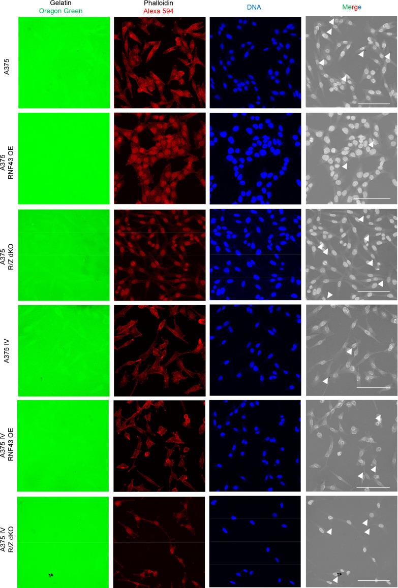 https://cdn.ncbi.nlm.nih.gov/pmc/blobs/cfbf/8550759/4e1b7031bb31/elife-65759-fig5-figsupp3.jpg
